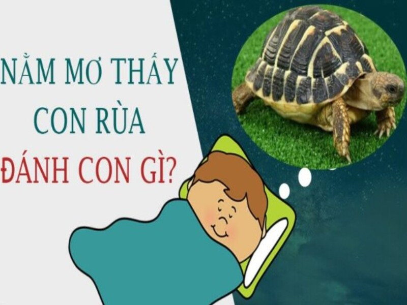 Nằm mơ thấy rùa đánh con gì trúng lớn?